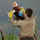 Each bald eagle receives an annual head-rewhitening.